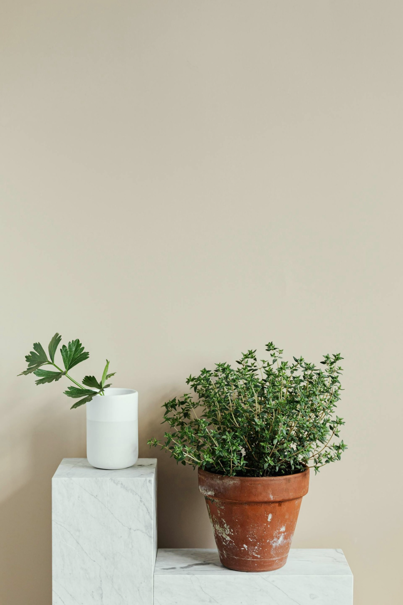 Clover 4GN